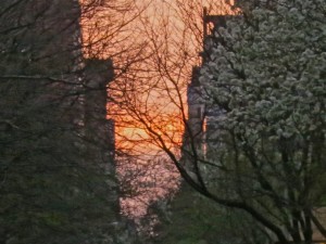 Sunset 84th st blossoms 4.16