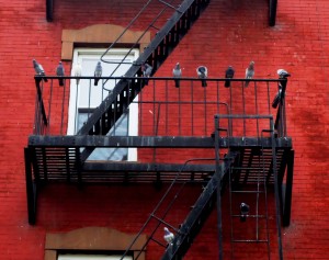 East Harlem pigeons hanging out